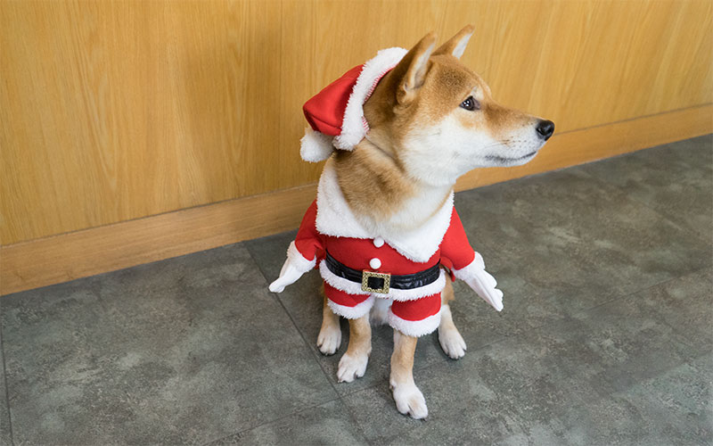 Shiba Inu, Amo-san, sitting with Santa Claus costume