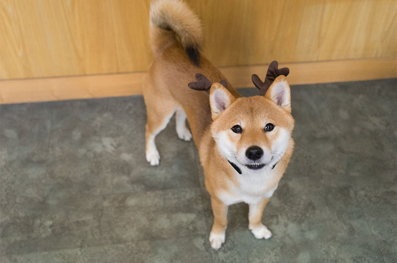 Shiba Inu, Amo-san, having reindeer headwear