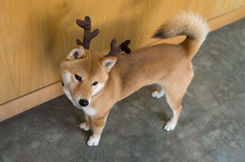 Shiba Inu, Amo-san, having reindeer headwear