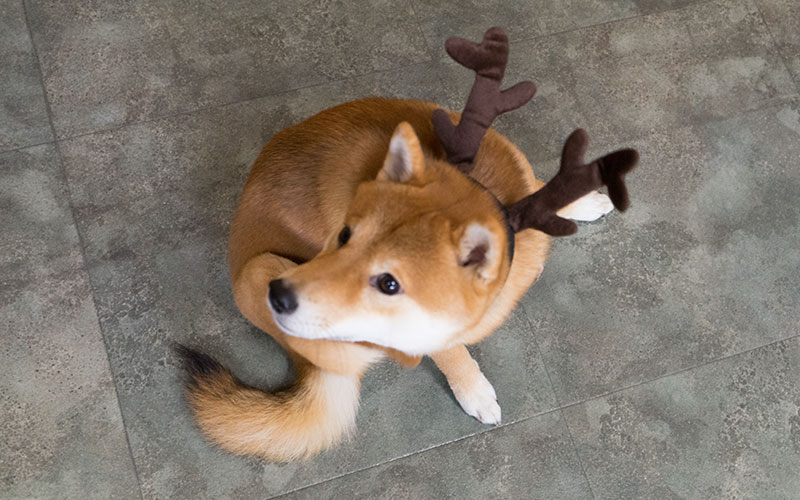 Shiba Inu, Amo-san, posing for with reindeer headwear