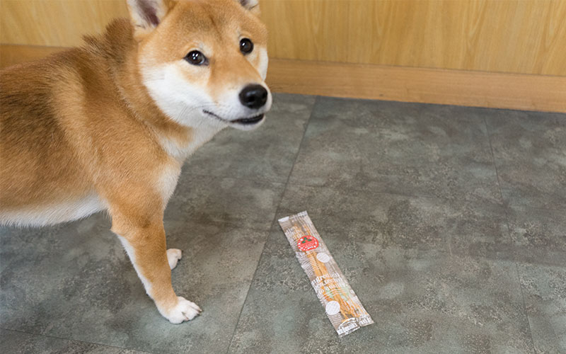 Shiba Inu, Amo-san, with a wishful look