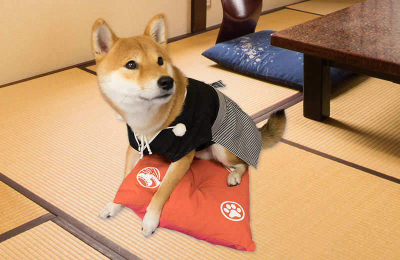 Shiba Inu, Amo-san, sitting on cushion with the hakama