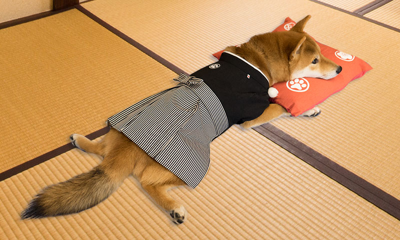 Shiba Inu, Amo-san, relaxing with the hakama and cushion on the tatami flooring 