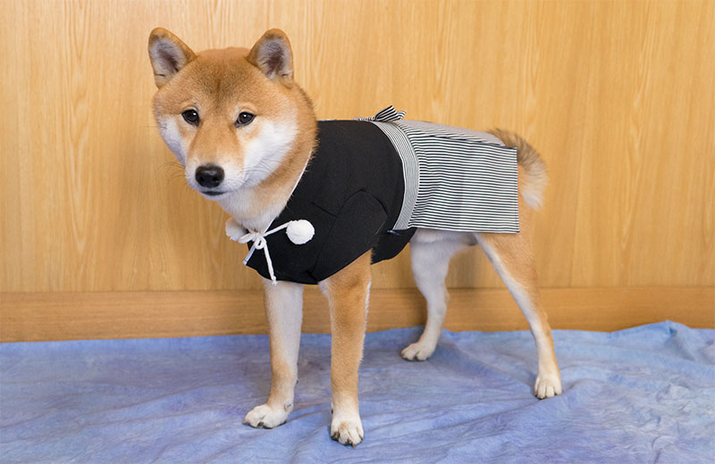 Shiba Inu, Amo-san, watching camera closely with the hakama