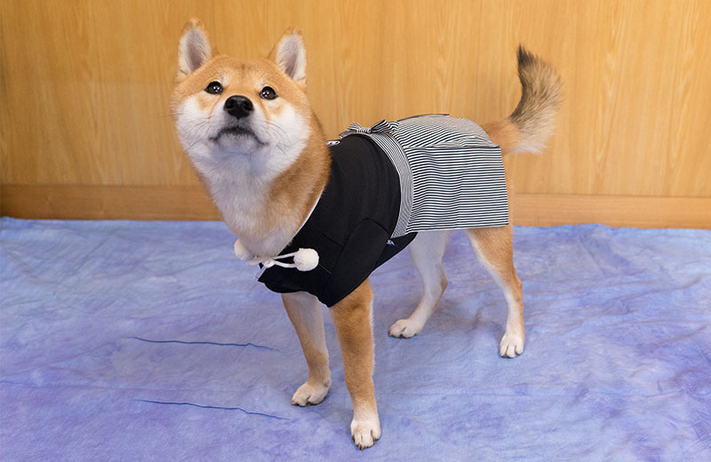 Shiba Inu, Amo-san, with the hakama