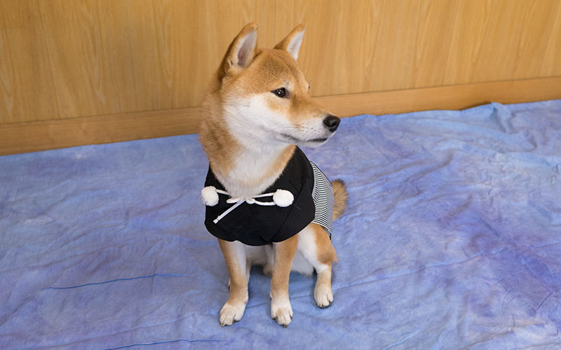 Shiba Inu, Amo-san, wearing the hakama with a beautiful posture.