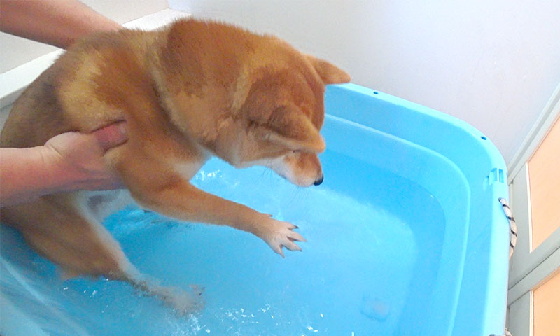 A Bath with Shiba Inu, Amo-san