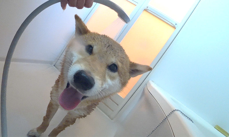 Shiba Inu, Amo-san, rinsing off by shower