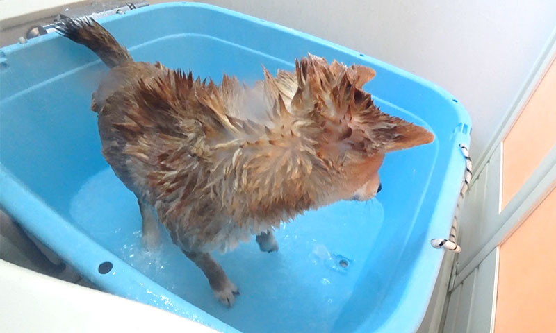 Shiba Inu, Amo-san, shaking his body during shampoo