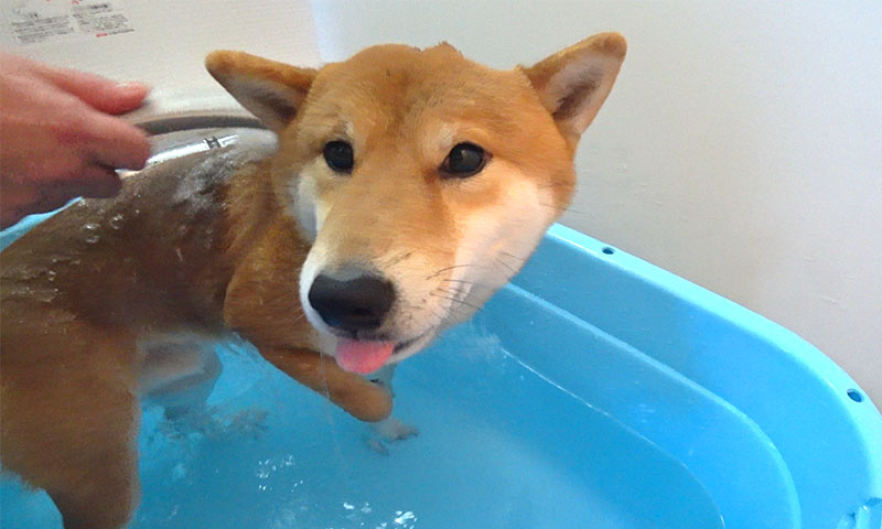 Shiba Inu, Amo-san, taking a bath