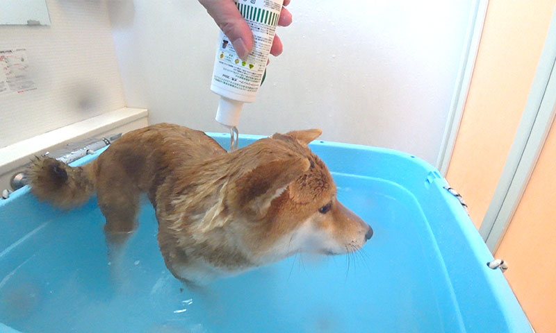 Shiba Inu, Amo-san, with shampoo