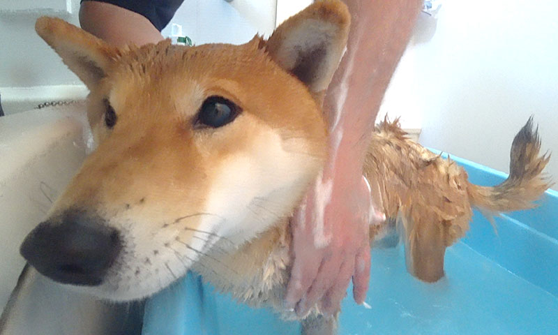 Shiba Inu, Amo-san, with shampoo