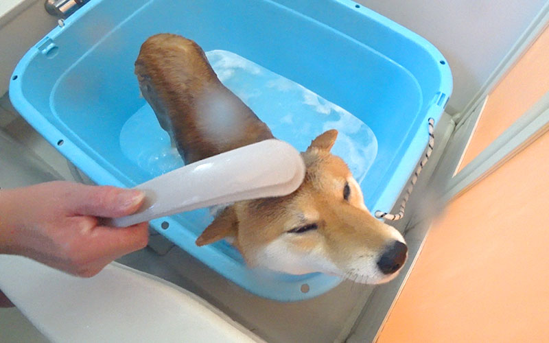 Shiba Inu, Amo-san, shampooing