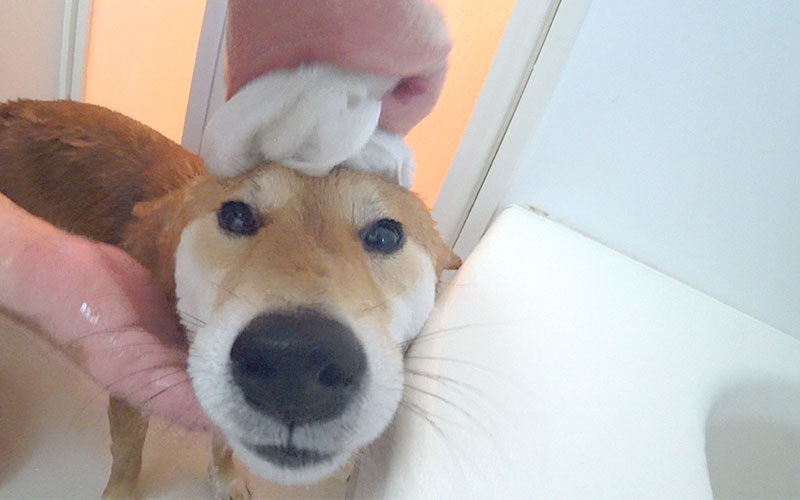 Shiba Inu, Amo-san, face washing by towels