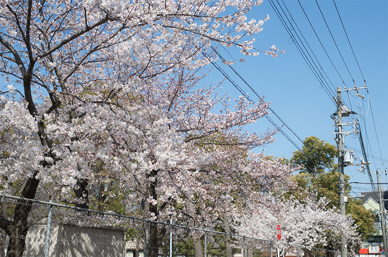 Cherry blossoms in Mitejima East Park