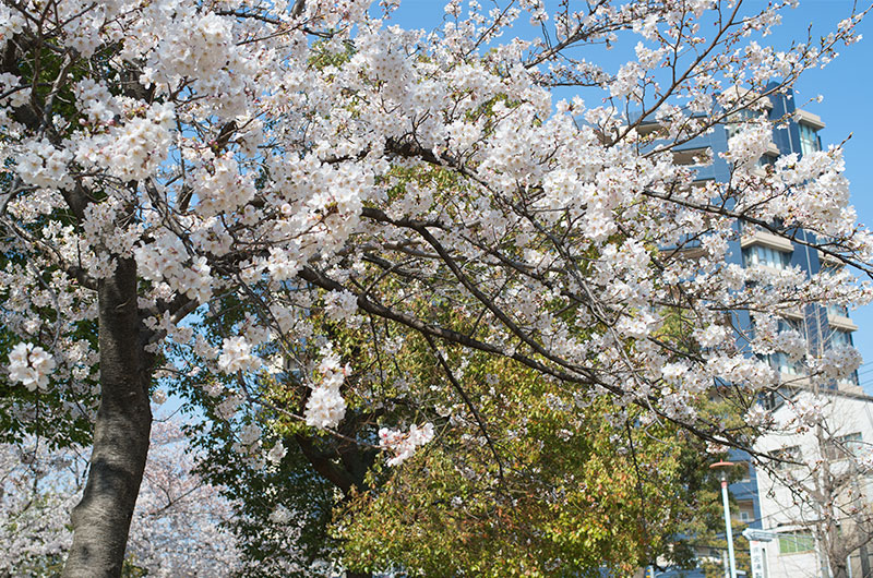 Cherry blossoms in Mitejima East Park