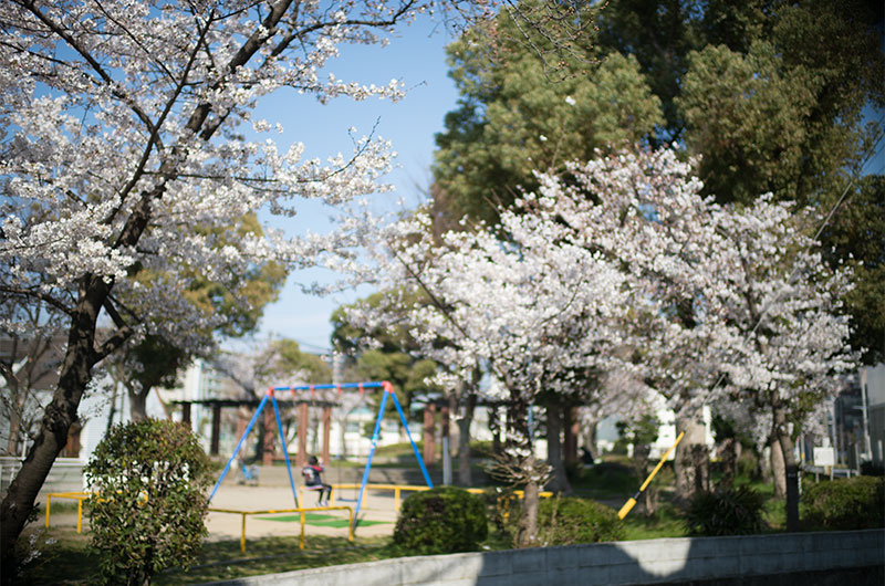 Cherry blossoms in Mitejima Park