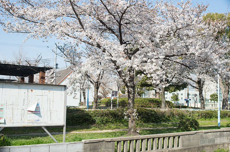 Cherry blossoms in Mitejima Park