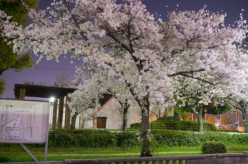 Cherry blossoms in Mitejima Park