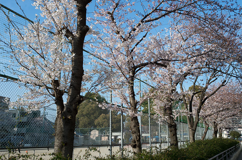 Cherry blossoms in Shintsukuda Park