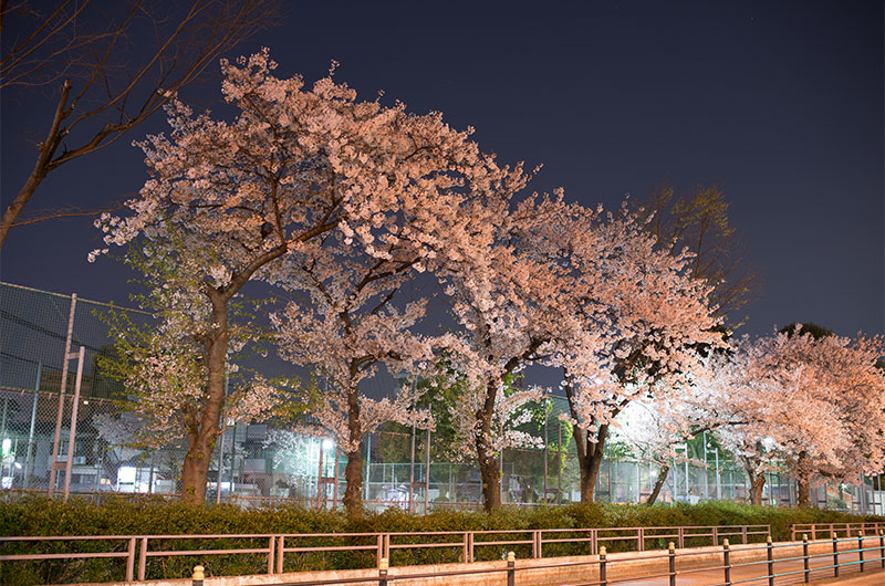 Cherry blossoms in Shintsukuda Park
