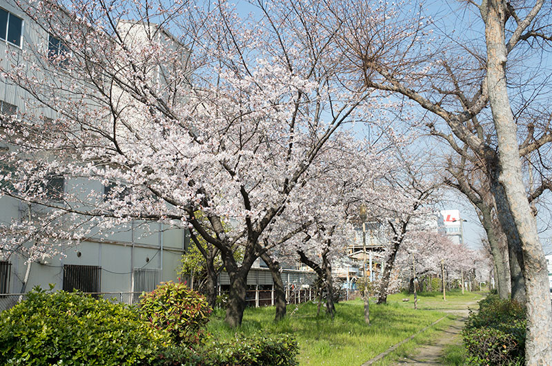 Cherry blossoms in Takeshima South Park