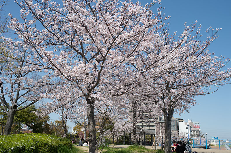 Cherry blossoms in Tsukuda Fureai Park