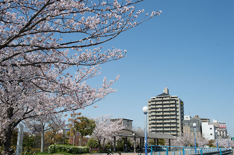 Cherry blossoms in Tsukuda Fureai Park