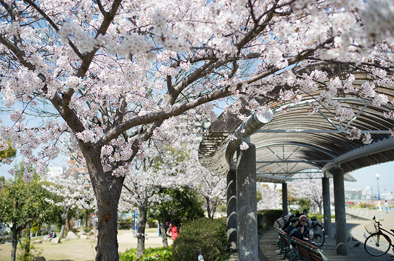 Cherry blossoms in Tsukuda Fureai Park