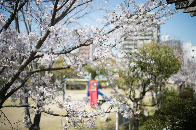 Cherry blossoms in Tsukuda Fureai Park