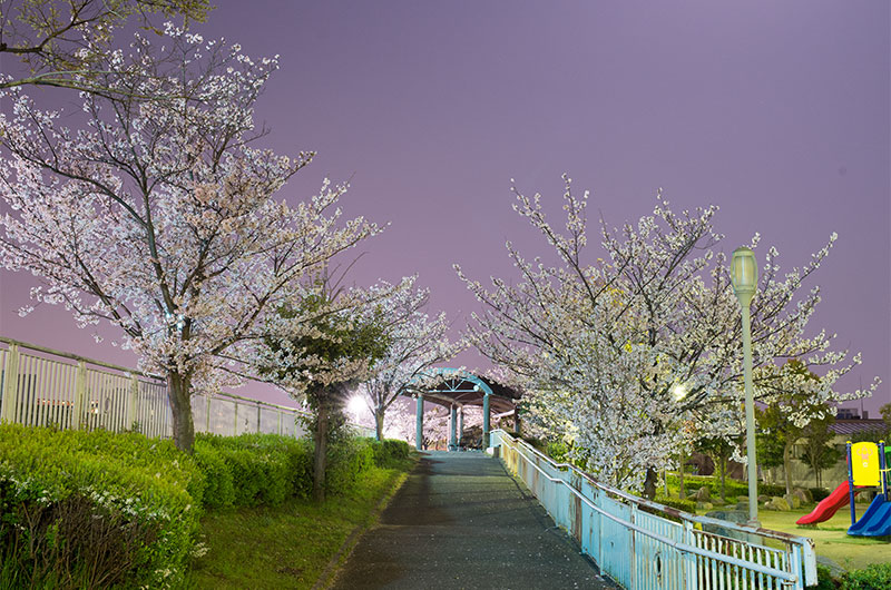 Cherry blossoms in Tsukuda Fureai Park