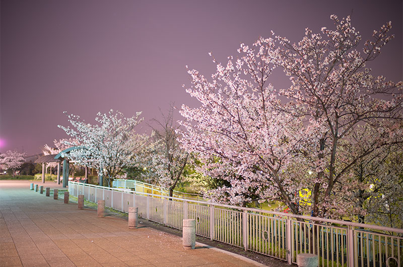 Cherry blossoms in Tsukuda Fureai Park