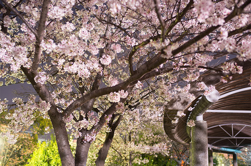 Cherry blossoms in Tsukuda Fureai Park