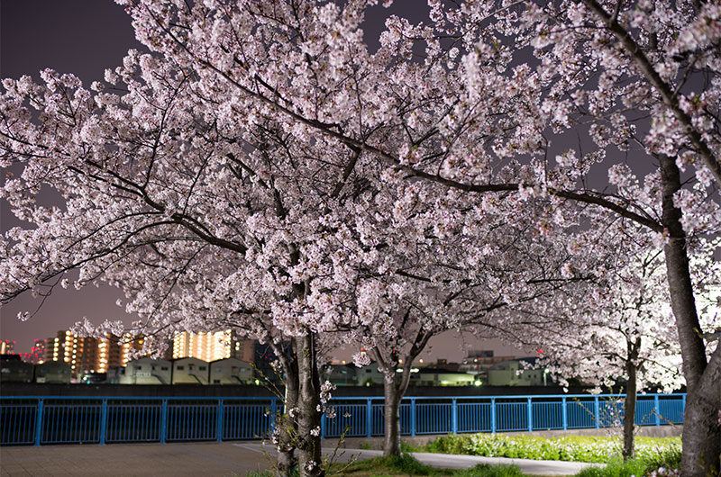 Cherry blossoms in Tsukuda Fureai Park