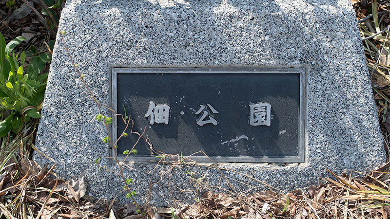 Cherry blossoms in Tsukuda Park