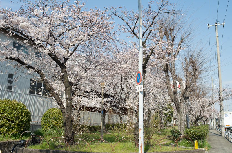 Cherry blossoms in Takeshima South Park