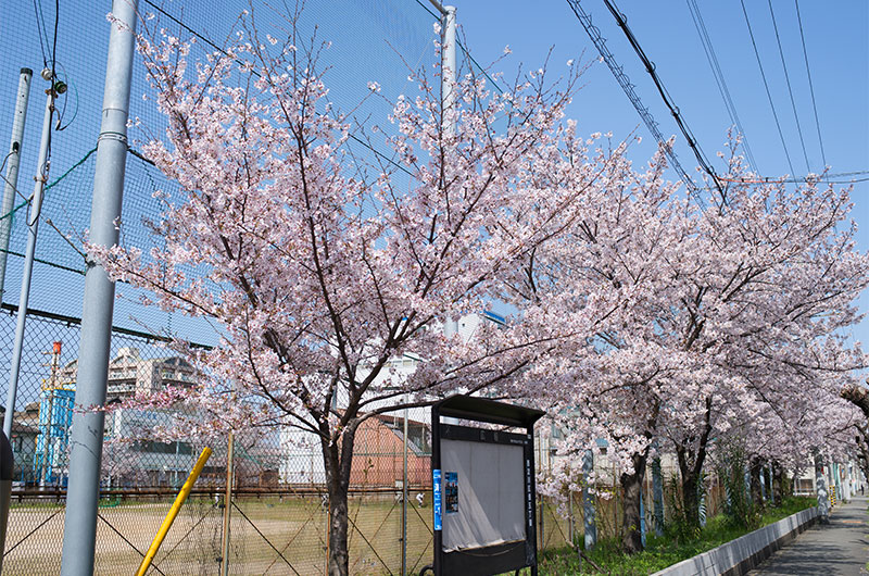 Cherry blossoms in Tsukuda Park