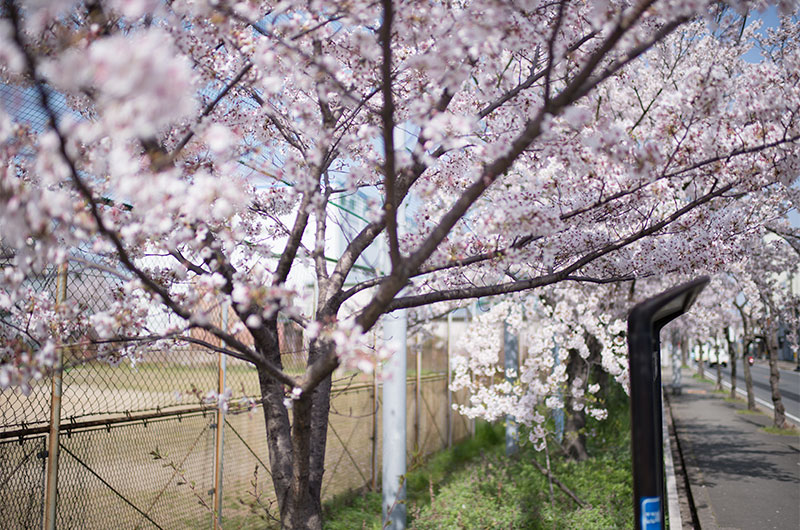 Cherry blossoms in Tsukuda Park