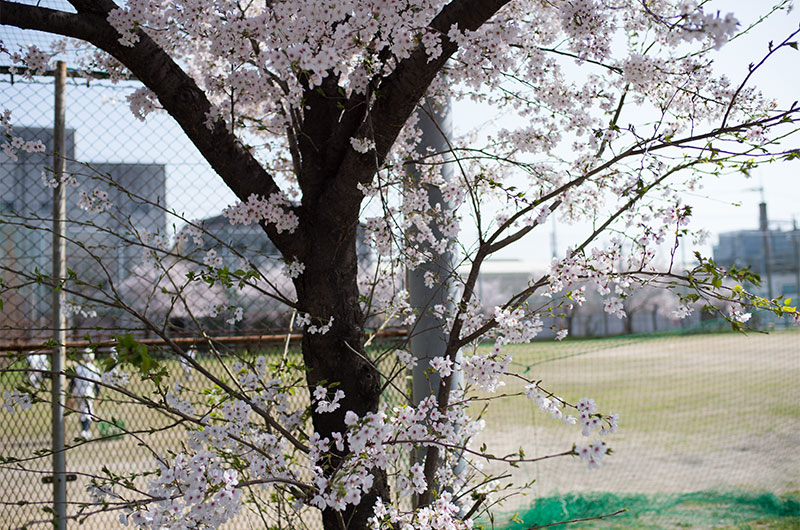 Cherry blossoms in Tsukuda Park