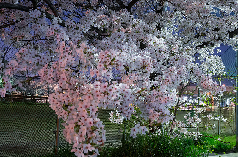 Cherry blossoms in Tsukuda Park
