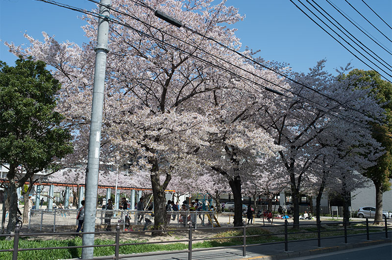 Cherry blossoms in Chibune Park