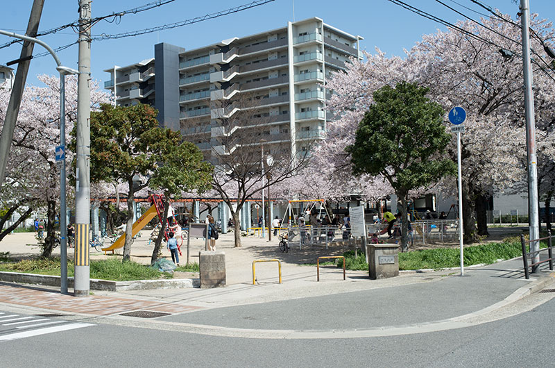 Cherry blossoms in Chibune Park