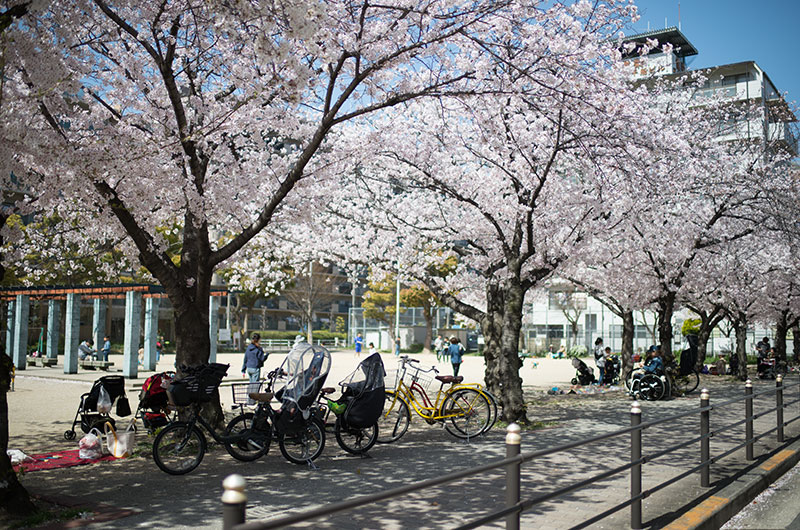 Cherry blossoms in Chibune Park