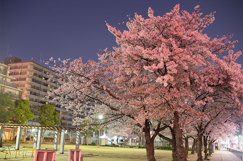 Cherry blossoms in Chibune Park