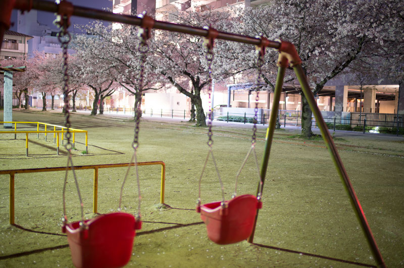 Cherry blossoms in Chibune Park