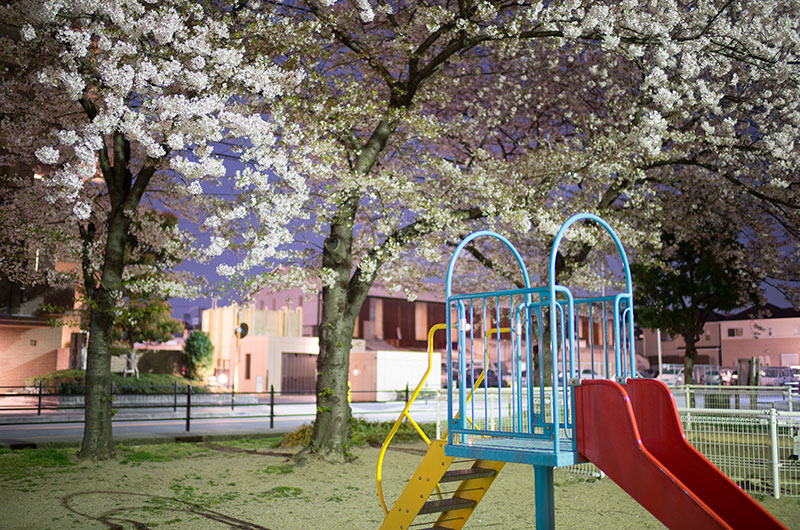 Cherry blossoms in Chibune Park