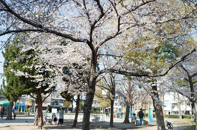 Cherry blossoms in Nozato Park