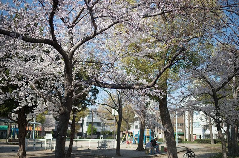 Cherry blossoms in Nozato Park