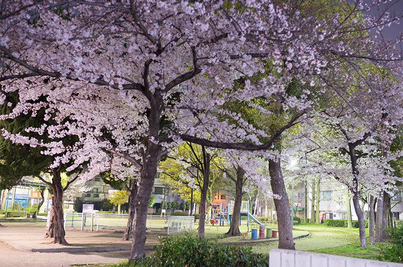 Cherry blossoms in Nozato Park