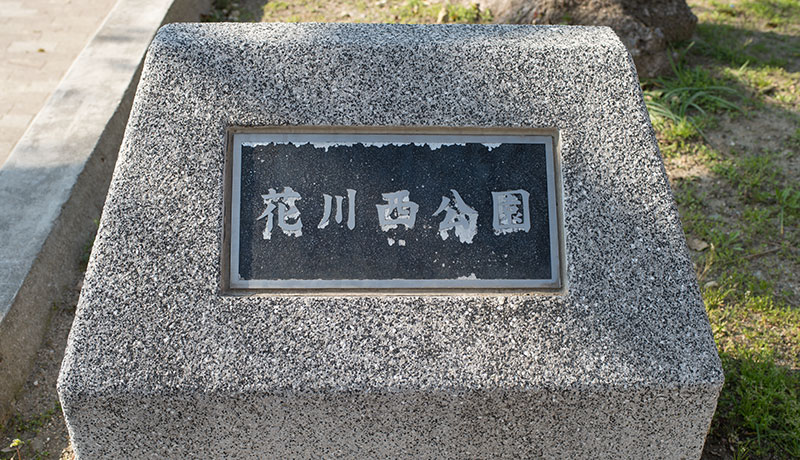 Cherry blossoms in Hanakawa West Park